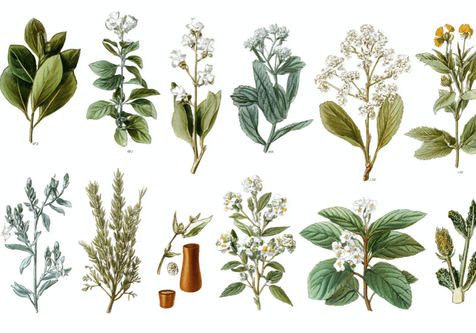 medicinal_plants